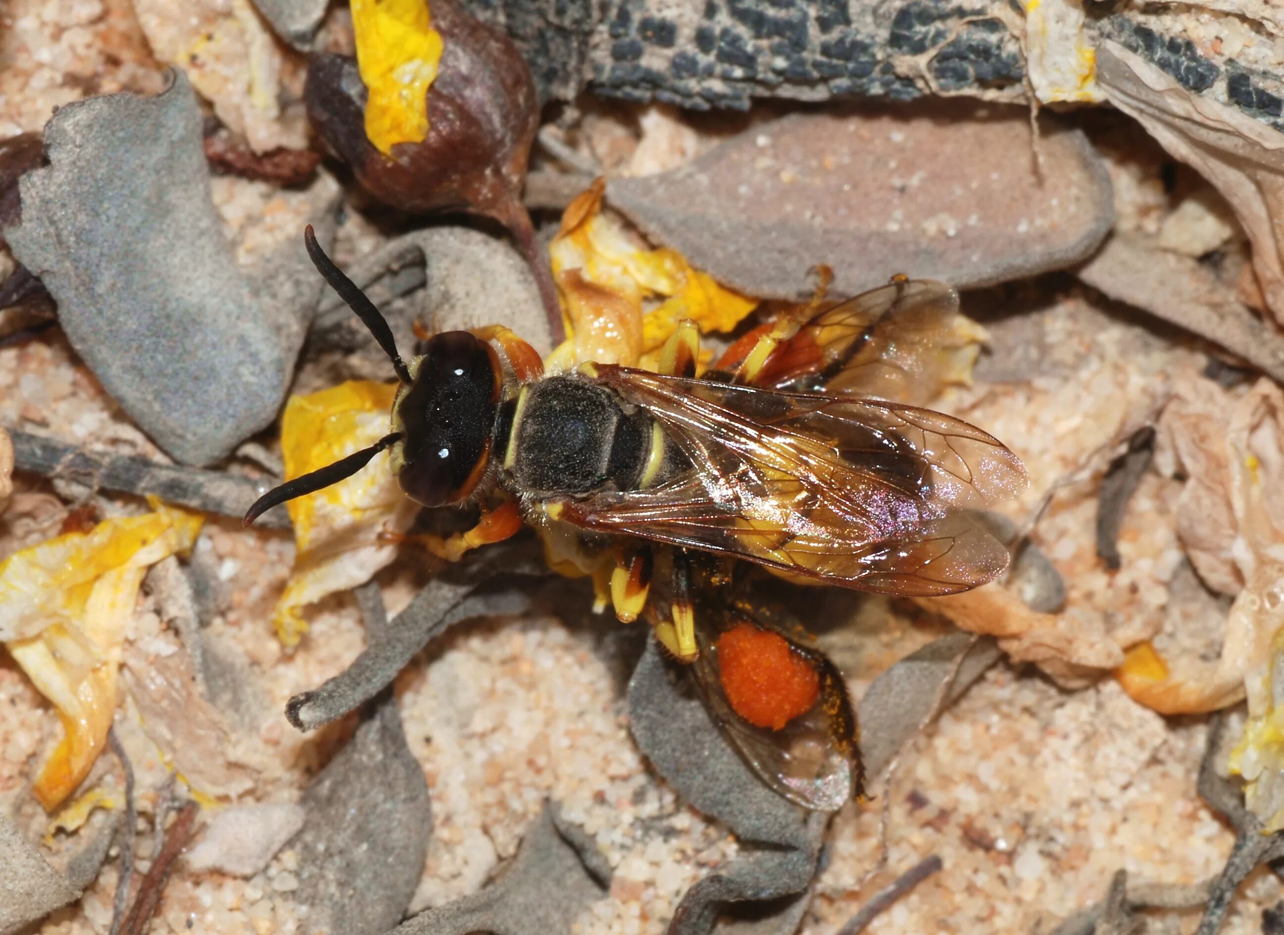 Пчелиный волк фото Файл:Wasp and bee August 2008-3.jpg - Википедия