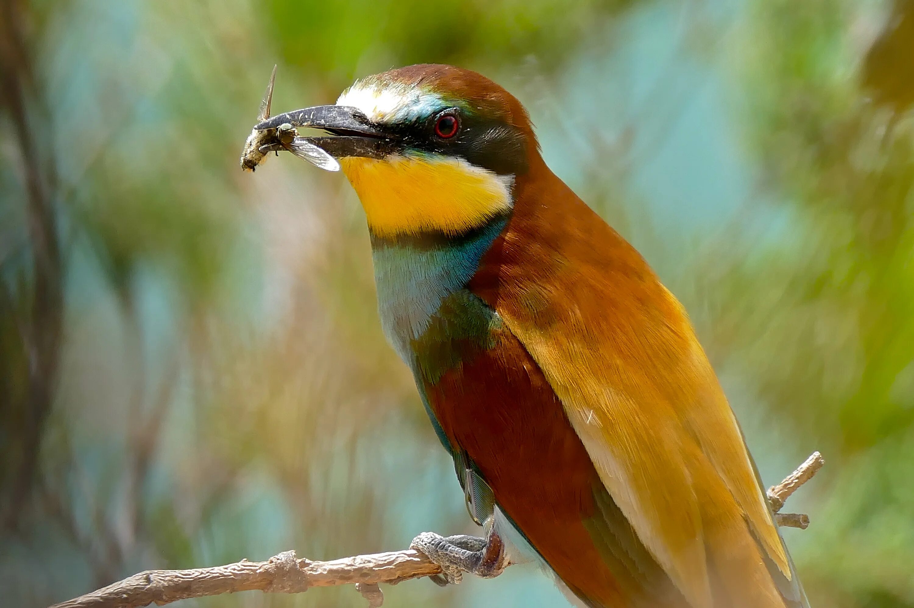 Пчелоед птица фото File:European Bee-eater (Merops apiaster) with a horsefly in its bill ... (35792