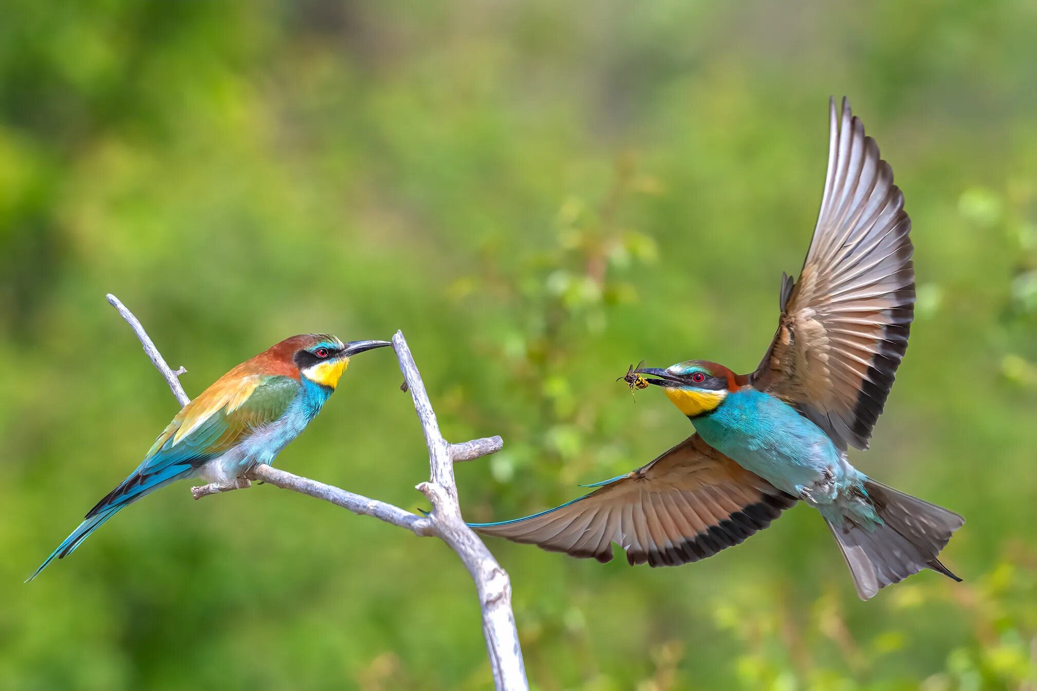 Пчелоед птица фото European bee-eater (Merops apiaster).... Фотограф Adamov Eddie