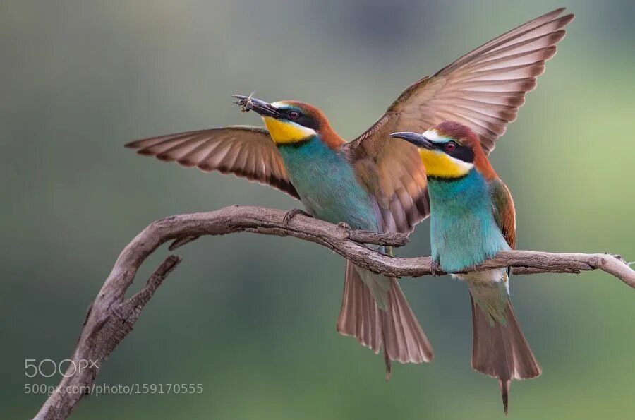 Пчелоед птица фото Merops apiaster Birds flying, Birds in flight, Animals