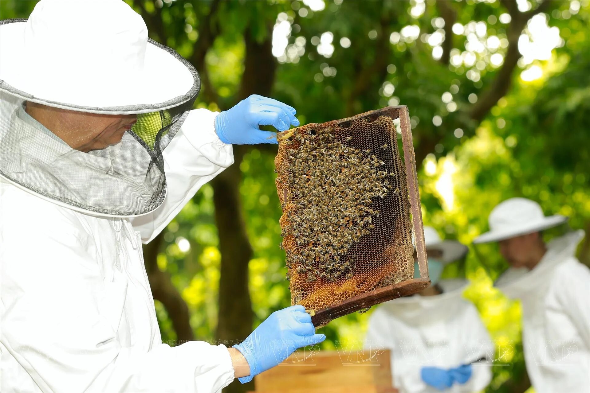 Пчеловод ком лесной просп 51 петрозаводск фото Beekeeping for exporting honey