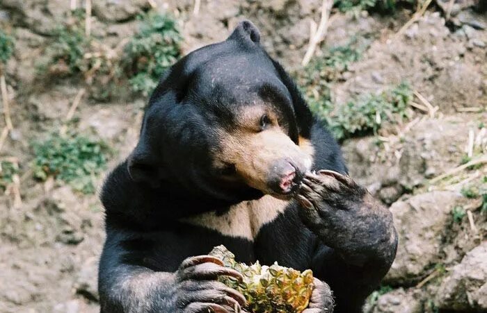 Пчелу медведь фото yum, I wonder what else the humans brought in to the park Malayan sun bear, Well