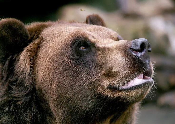 Пчелу медведь фото PixaNEWS: Медведь и пчела Медведь, Медвежьи лапки, Млекопитающие