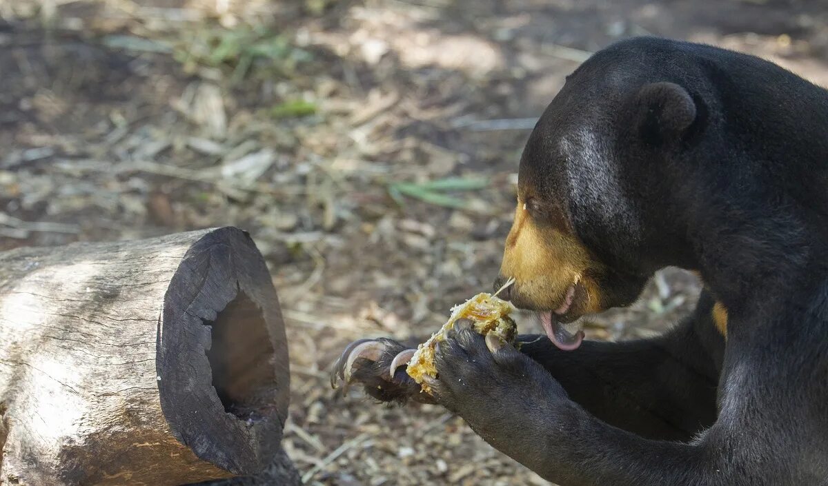 Пчелу медведь фото The Bears and the Bees Perth Zoo