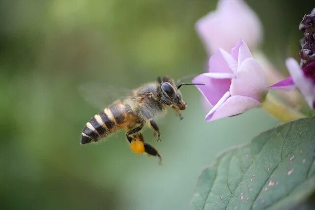 Пчелы май фото Treasure hunt Explored Mahabaleshwar Canon 1000D XS 55 250 IS Bee, Amazing photo