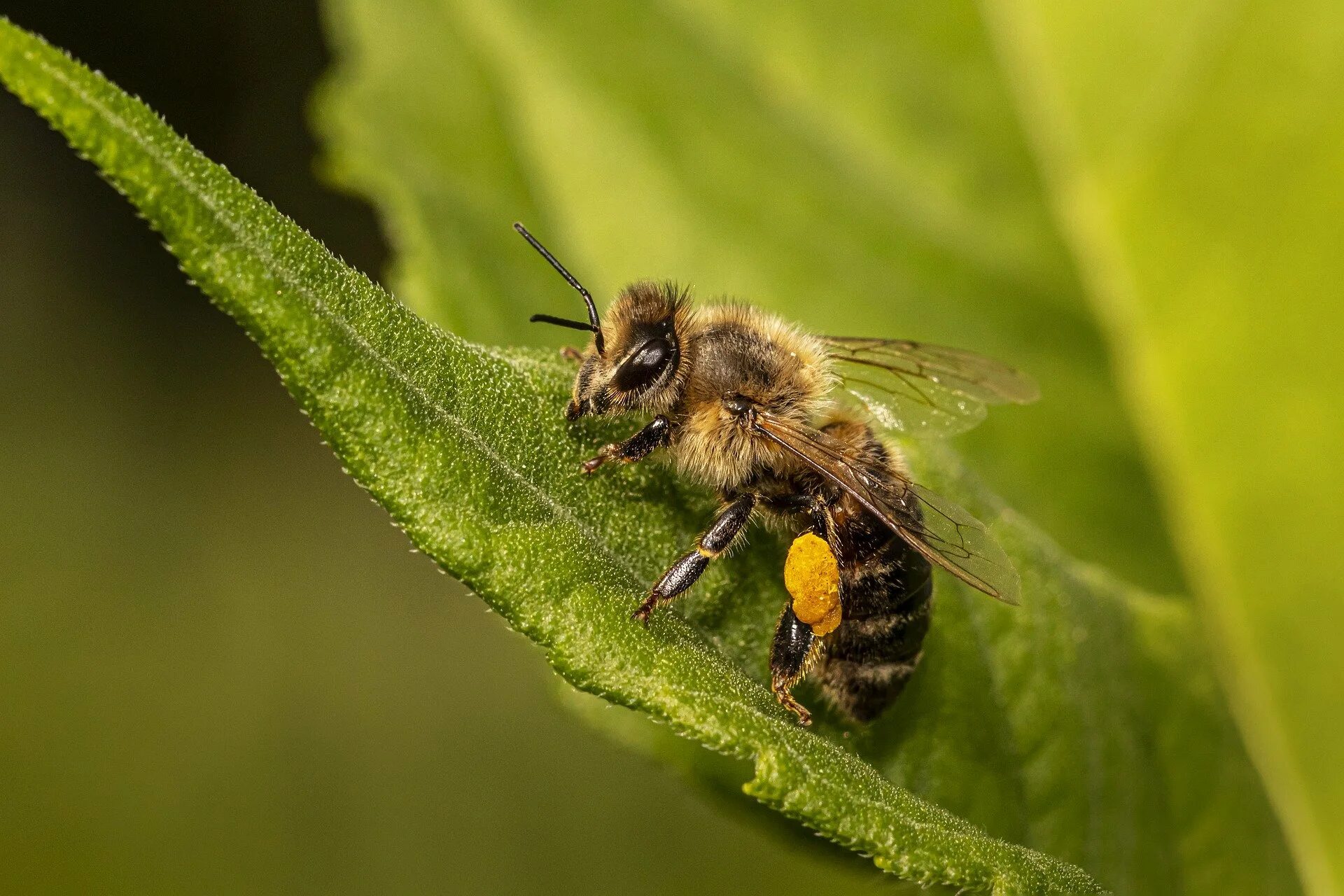 Пчелы май фото Impacts of hydrogen peroxide on honey bee foraging preferences CEID