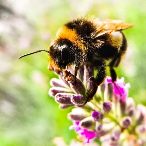 Berkas:Honey bee (Apis mellifera).jpg - Wikipedia bahasa Indonesia, ensiklopedia