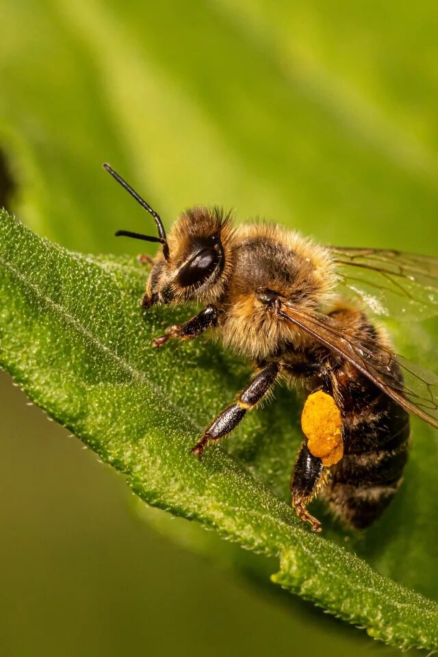 Пчелы май фото Small bee sitting on a green leaf close-up Desktop wallpapers 640x960