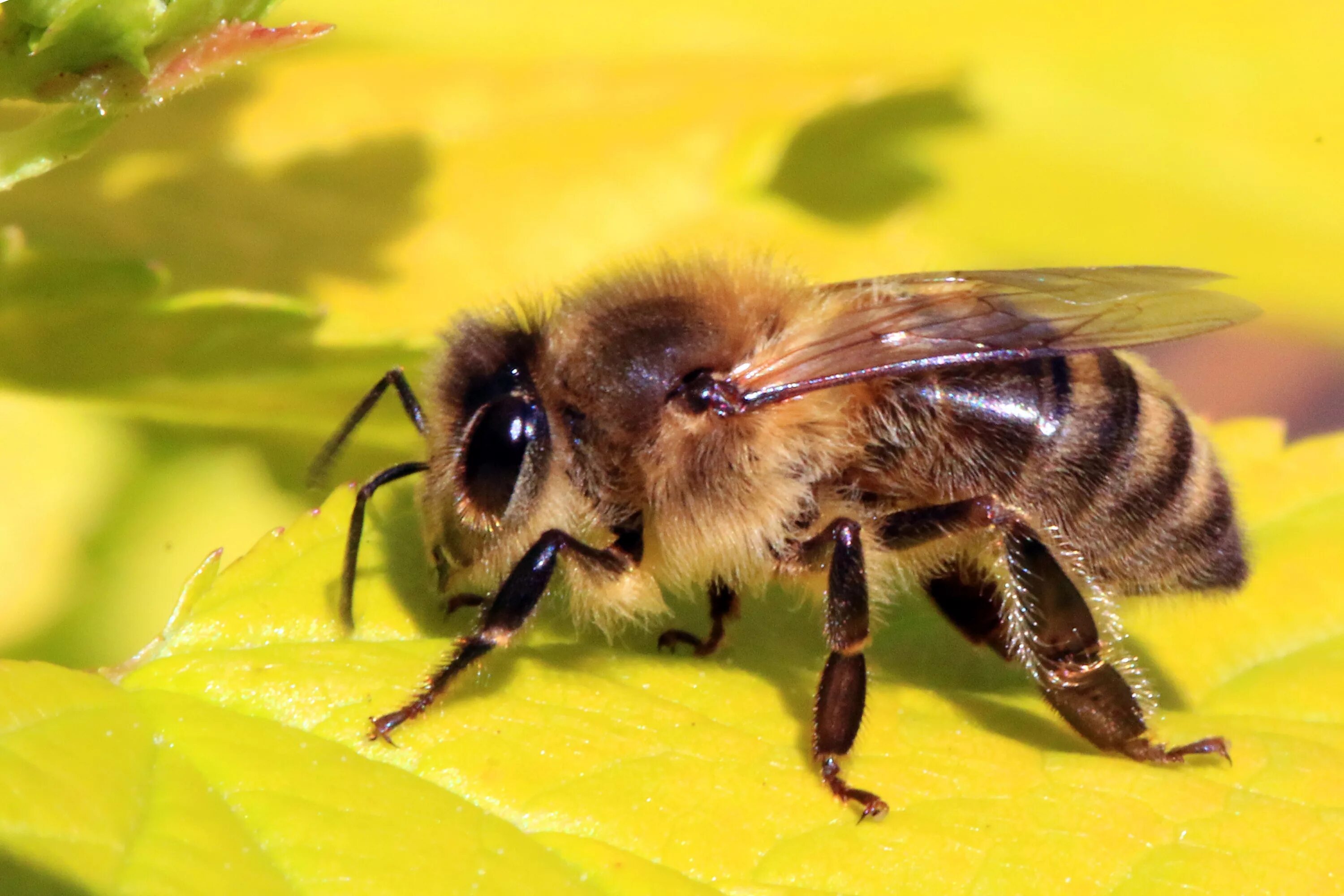 Пчелы май фото Berkas:Honey bee (Apis mellifera).jpg - Wikipedia bahasa Indonesia, ensiklopedia