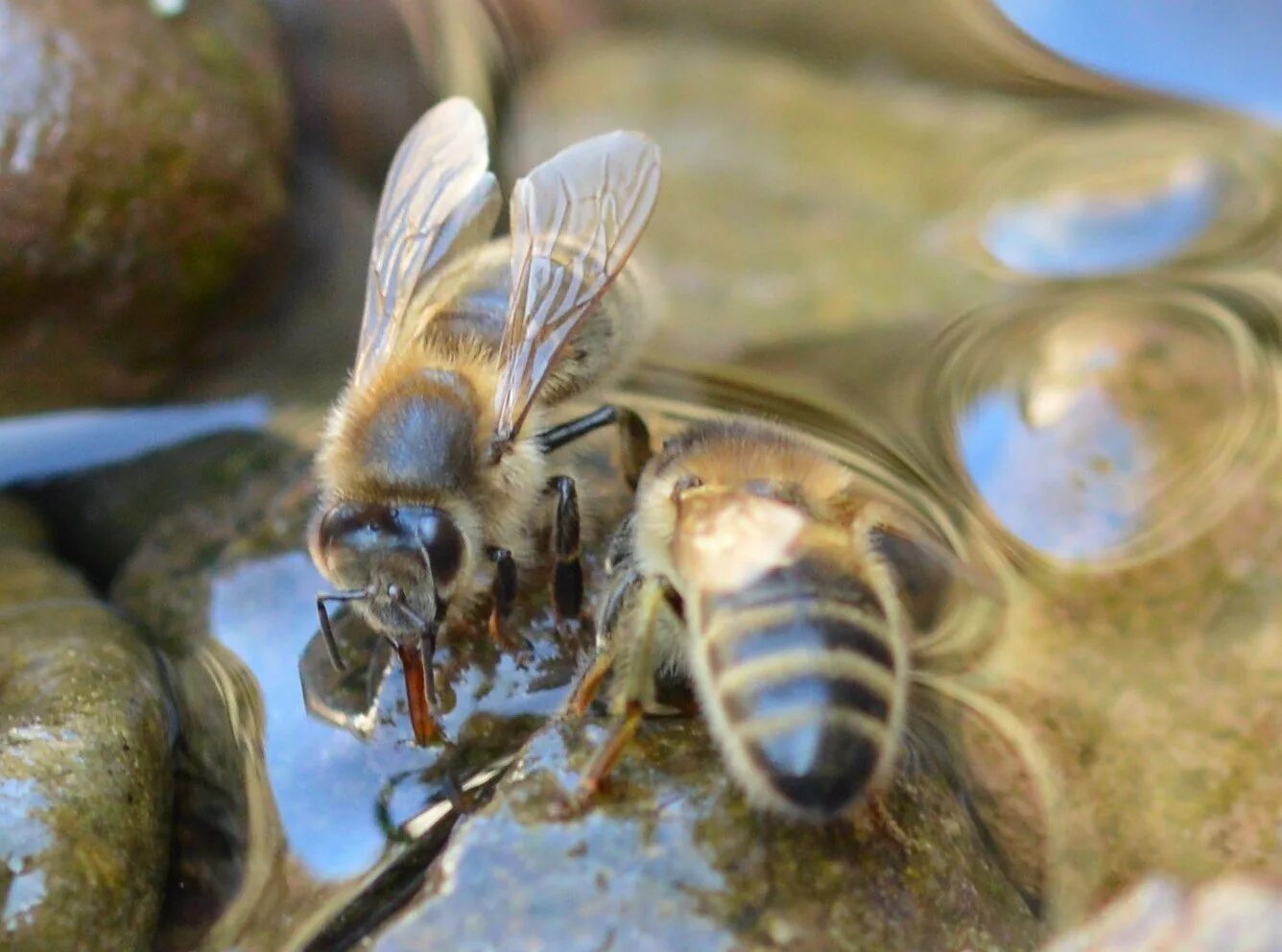 Пчелы май фото Honey Bee Forage Archives - NorthumbrIANbees