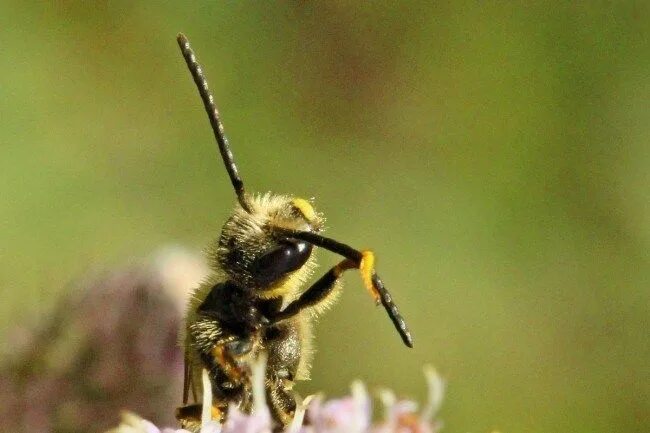 Пчелы май фото The truth about honey bee decline Bee, Sweat bees, Honey bee