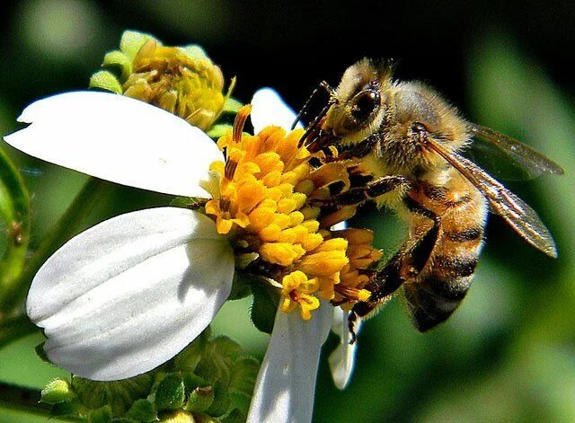 Пчелы май фото Huge news for the birds and the bees Backyard bee, Bee keeping, Birds and the be