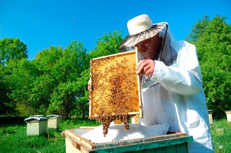 Пчелы собирают мед фото Épinglé par Ruslancik sur пейзажи Apiculteur, Apiculture, Abeille