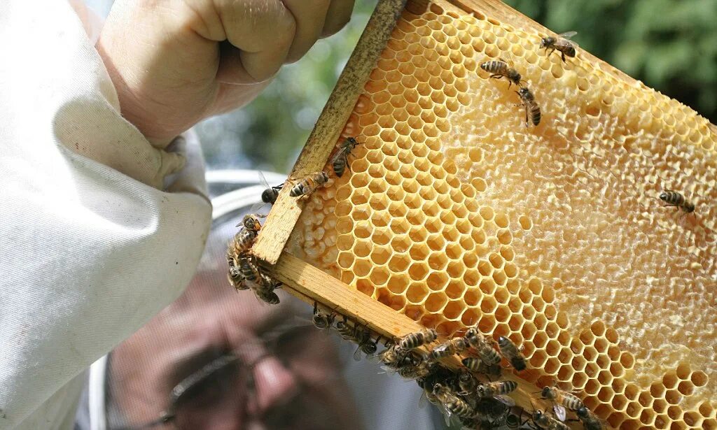 Пчелы собирают мед фото Price of honey set to soar as monsoon summer hits crop yield and producers for £