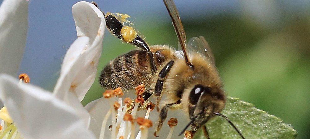 Пчелы собирают мед фото Pin auf Garten