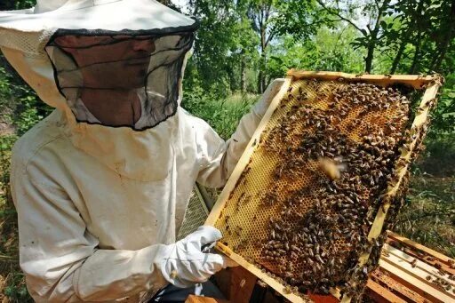 Пчелы собирают мед фото EU hints at insecticide ban over threat to bees