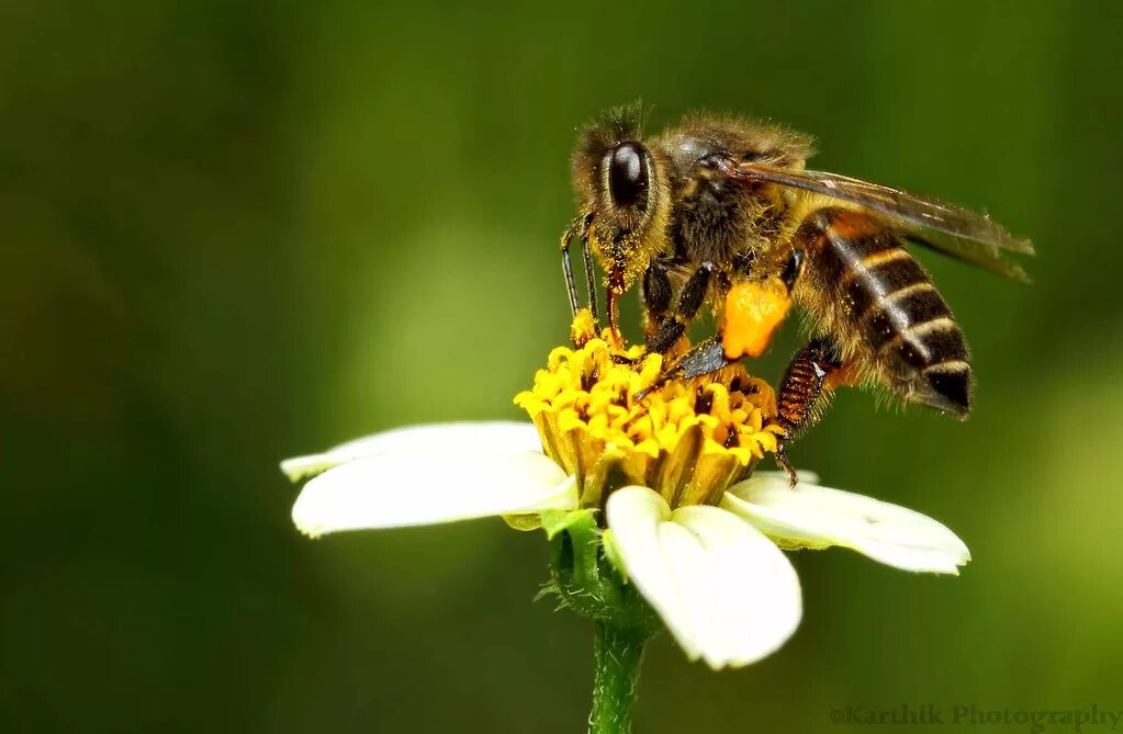 Пчелы собирают мед фото Honey Bee Collecting Nectar karthikeyan shanmugasundaram Flickr