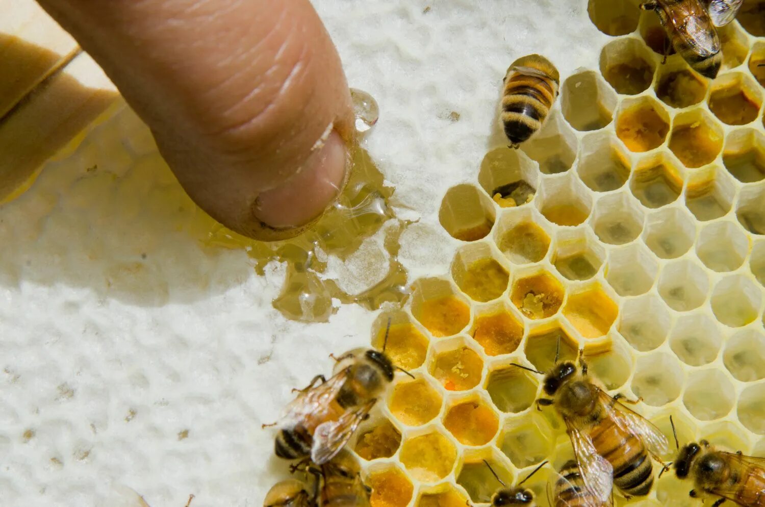 Пчелы собирают мед фото The Secret Lives of Honeybees: How Honey Gets Made Bee keeping, Honey bees keepi