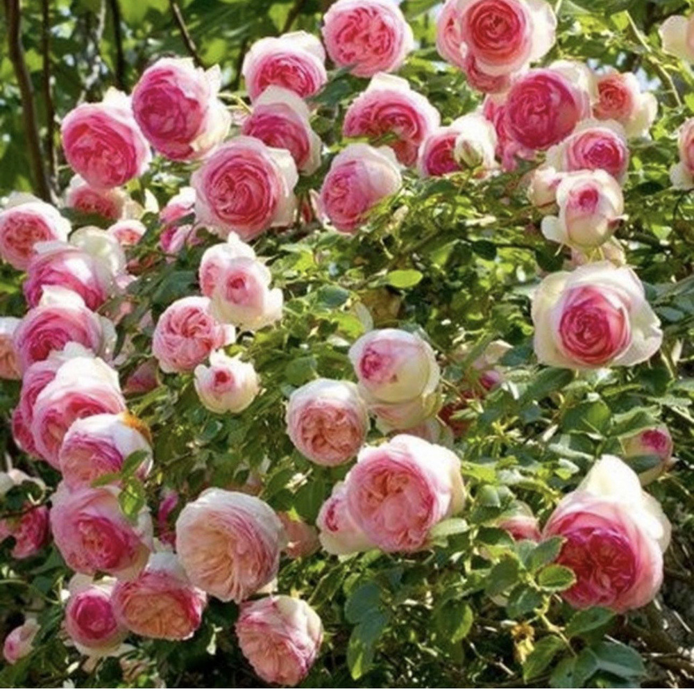 Pierre de Ronsard ' Rose Photo Rose, Rose care, Floral wreath