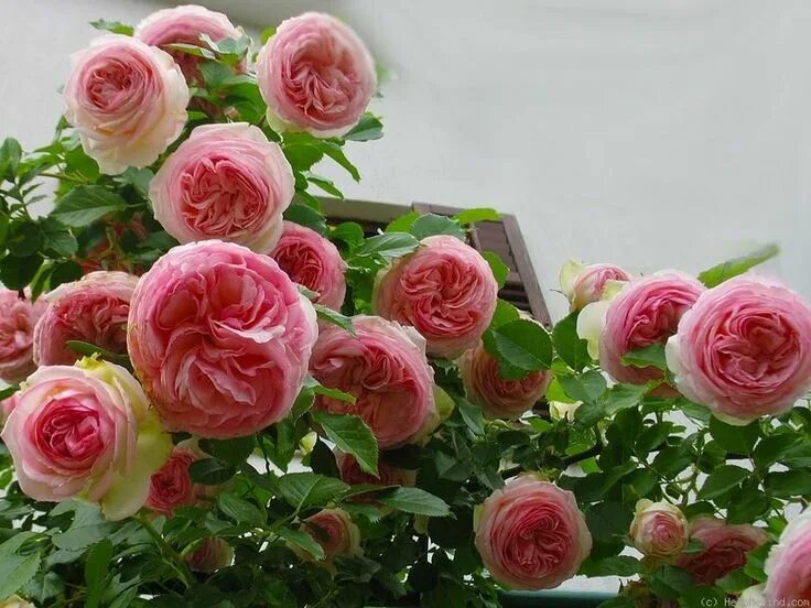 Пьер де ронсар роза описание фото отзывы Pierre de Ronsard ' Rose Photo Rose, Rose care, Floral wreath