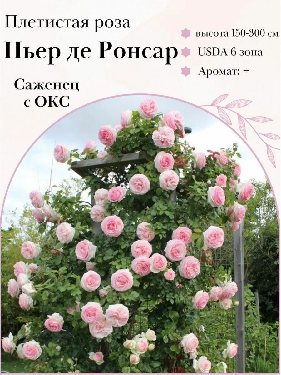 Пьер де ронсар в ландшафтном дизайне фото Саженец розы Shtepa-Roses 149834248 купить за 868 ₽ в интернет-магазине Wildberr