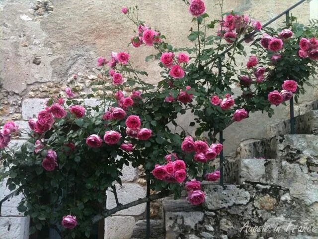 Пьер цикламен роза фото June in Blois , Loire when the roses are in full bloom in 2024 Climbing roses, U