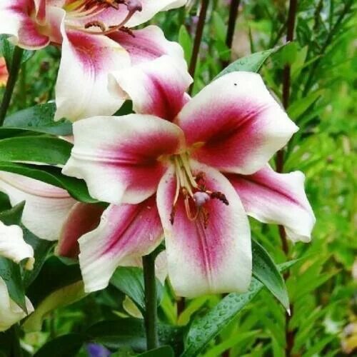 Пэшн мун лилия фото и описание Spectacular Lionheart Tango Lily, Beautiful New Bulb, Read to Plant eBay