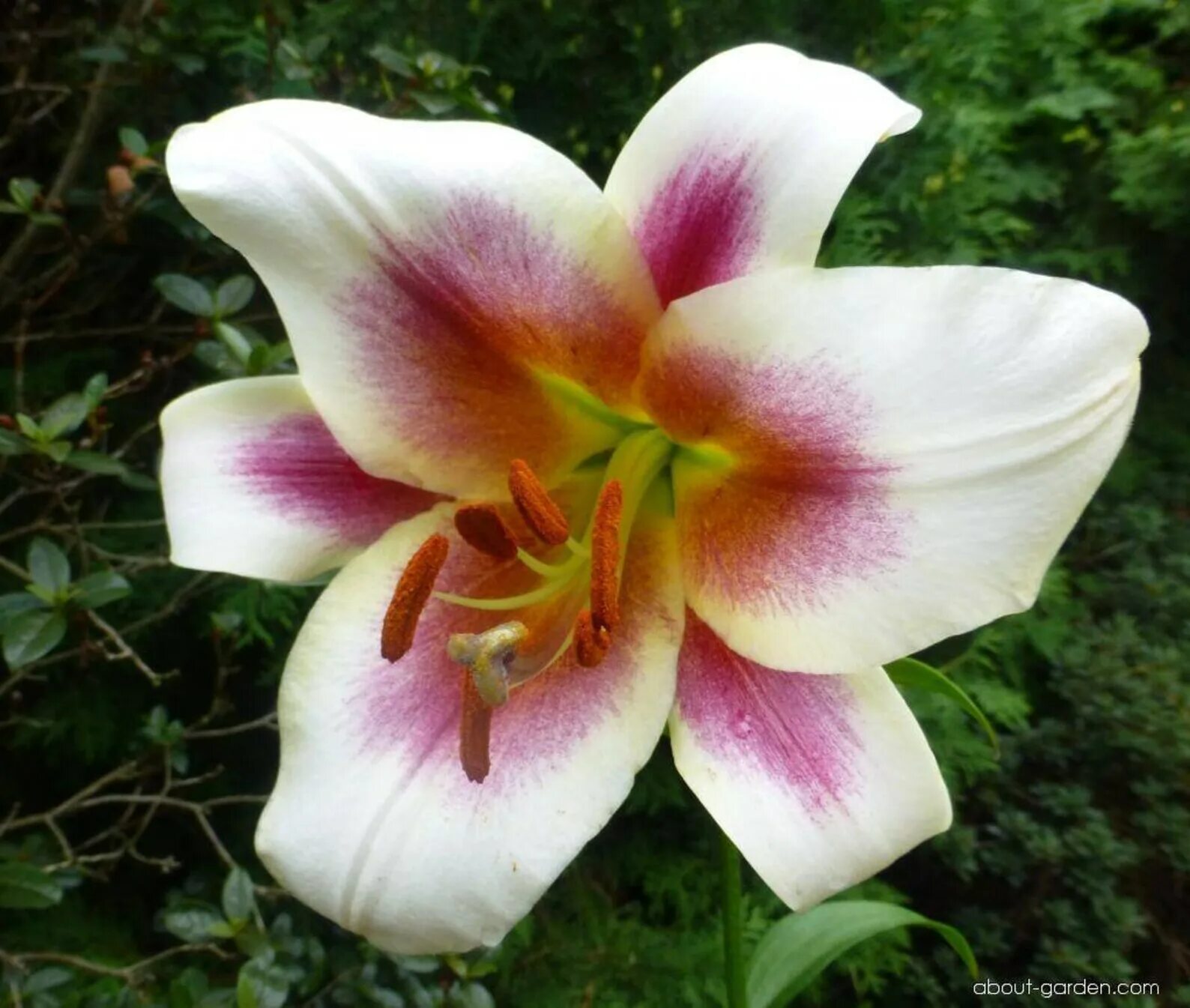 Пэшн мун лилия фото и описание Giant Tree Lily PASSION MOON Tall OT Oriental Trumpet Lily Etsy