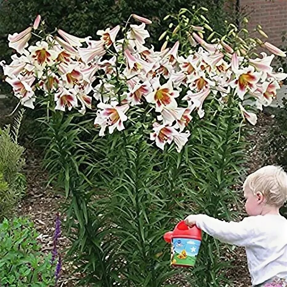 Пэшн мун лилия фото и описание Fiori 1x Bulbo lilium Piante da giardino Bulbo fiore Lilium bulbi Giardinnagio b