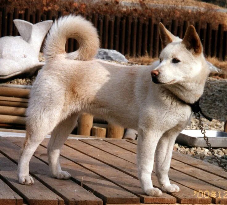 Пхунсан фото порода собак Pungsan, Phungsan, Poongsan, Pungsangae Jindo dog, Unusual dog breeds, Puppy dog