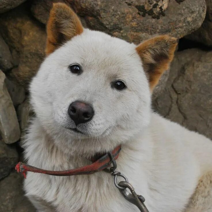 Пхунсан фото порода собак Looking For A New Pup? These Asian Dog Breeds Make For The Best Fluffy Friends A