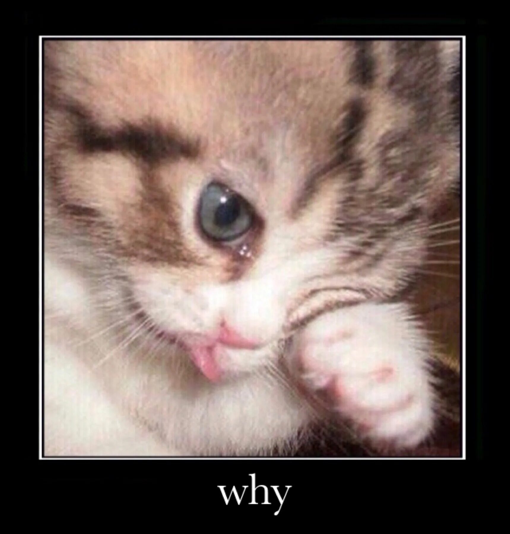Плачущий котенок фото Pin on me irl