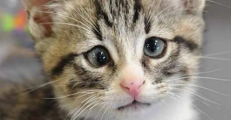 Плачущий котенок фото Cat Stories All The Best Cat Stories to Make You Smile, Laugh and Cry.