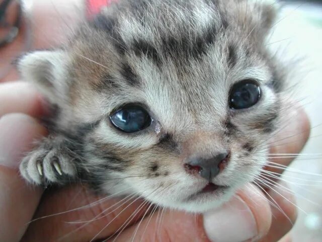 Плачущий котенок фото cute kitten face Funny animal photos, Cute animals, Cute baby animals