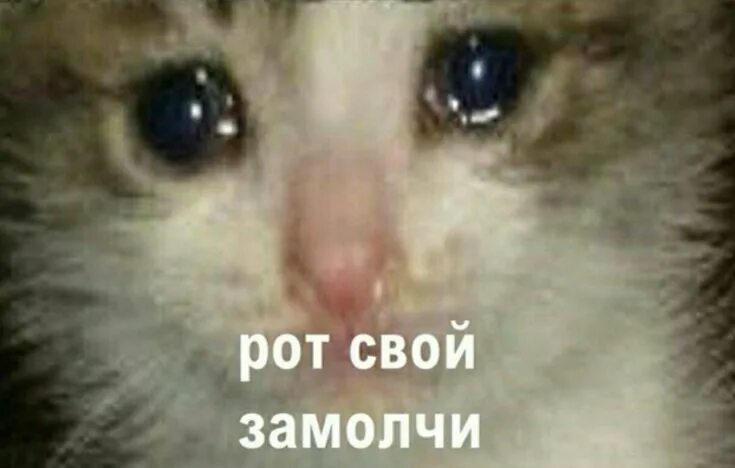 Плачущий котенок фото Пин от пользователя Дана на доске Memes Мемы, Смешные мемы, Веселые мемы