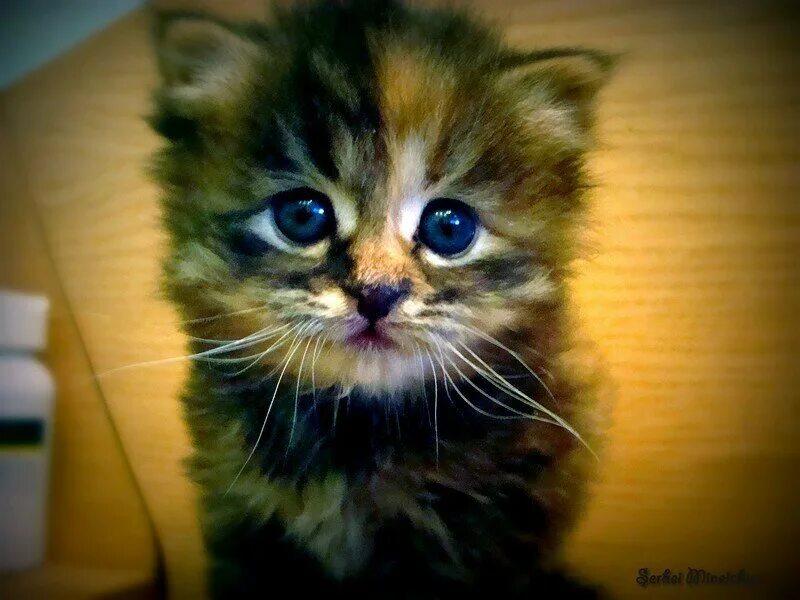 Плачущий котенок фото Кто милее - котенок или щенок?" - Яндекс Кью