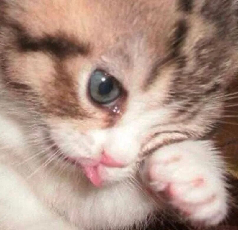 Плачущий котенок фото Когда ночью принёс кота в кровать, но он сразу убежал: 2023 Котя ВКонтакте