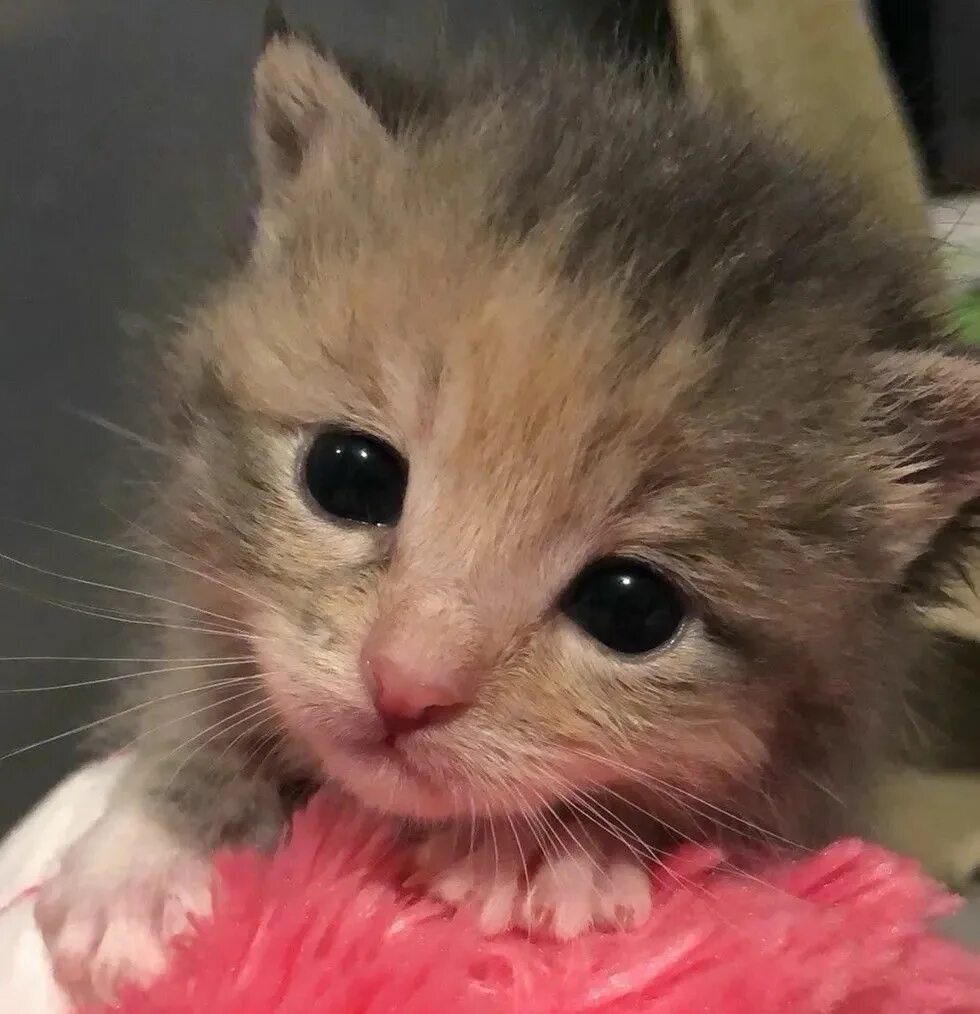 Плачущий котенок фото Pin on project to love ❤ Kittens, Kittens cutest, Funny cute cats
