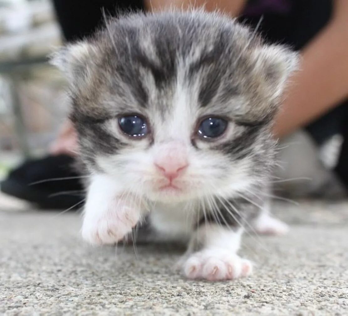 Плачущий котенок фото Публикации ставил - Страница 71 - Русскоязычный ножевой форум