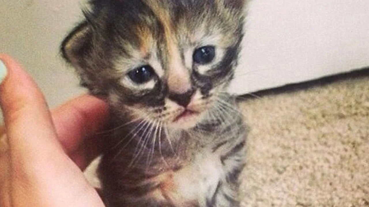 Плачущий котенок фото The World's Saddest Cat - YouTube