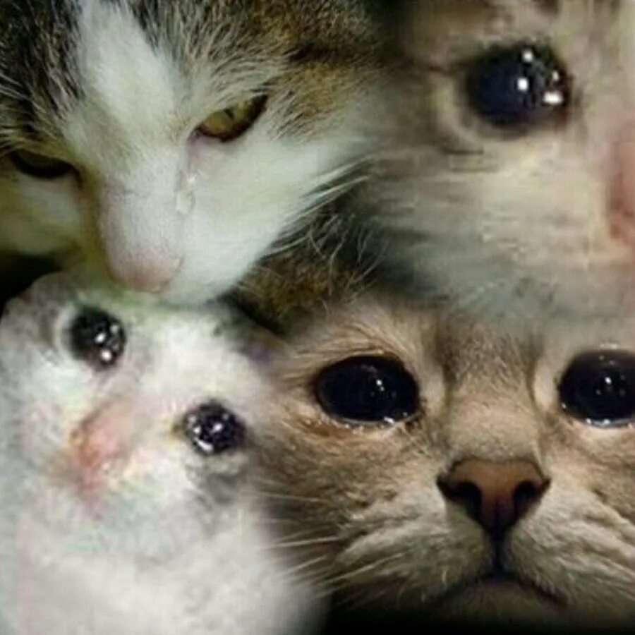 Плачущий котенок фото маша человек - YouTube