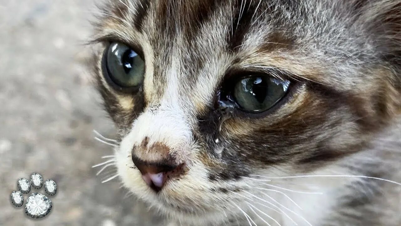 Плачущий котенок фото Tears Flowed From the Sad Eyes. The Owners Brought in A Young and Healthy Cat to