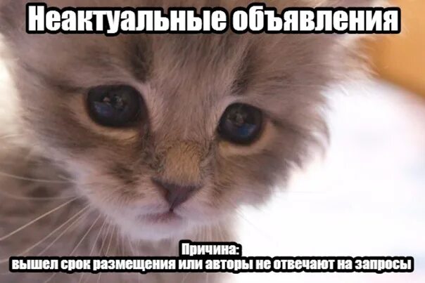 Плачущий котенок фото Отдам котят в добрые руки. Фотография из альбома Неактуальные объявления - 1349 