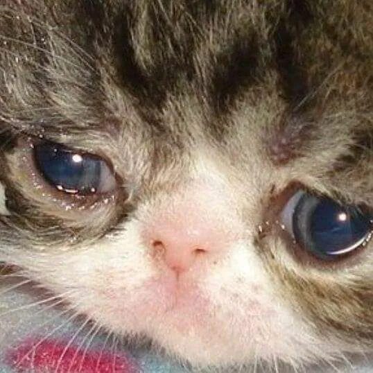 Плачущий котенок фото Pin by jjproject on memes Funny cat memes, Cat memes