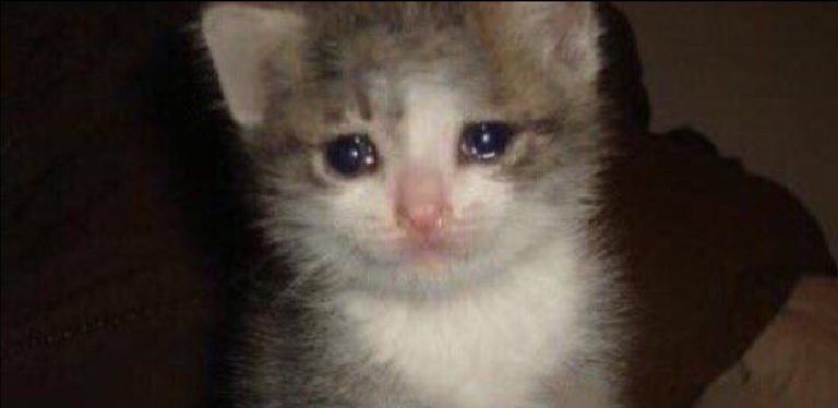 Плачущий котенок фото Первый Тульский Дзен