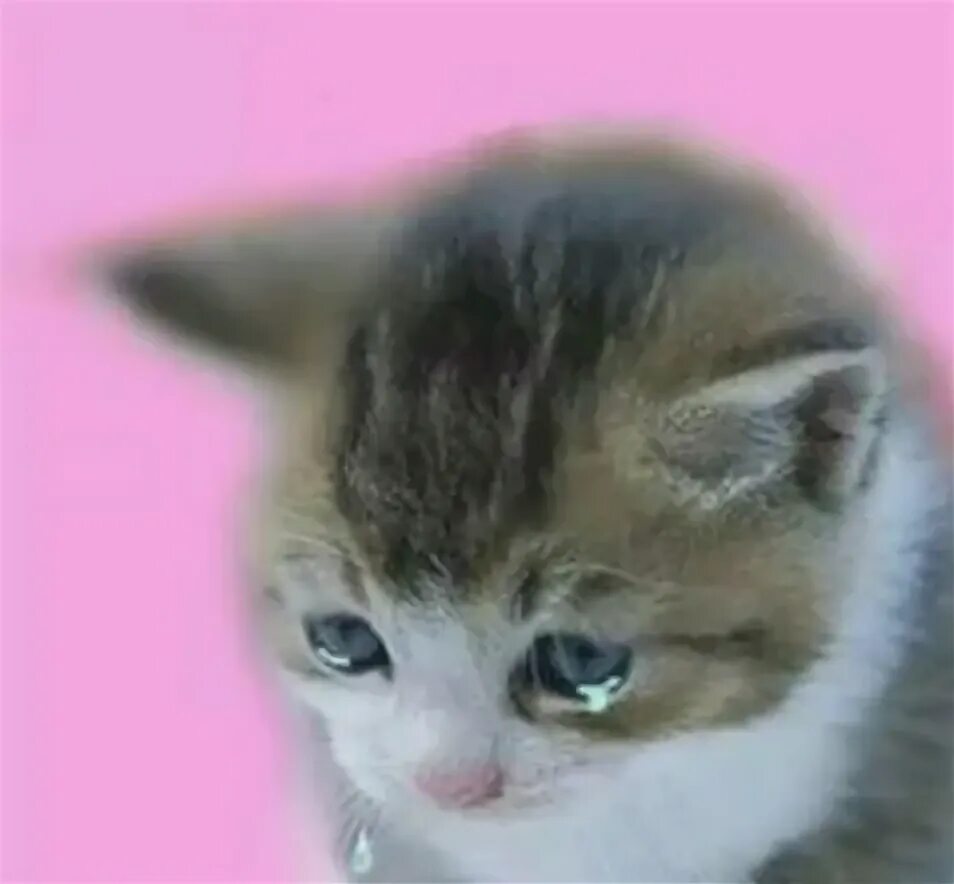 Плачущий котенок фото Котята плачут зовут