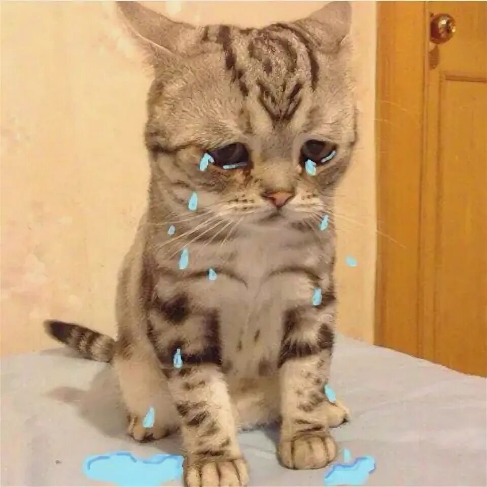 Плачущий котенок фото Поломка Chevrolet Lacetti 5D - отзывы и Бортжурналы на DRIVE2