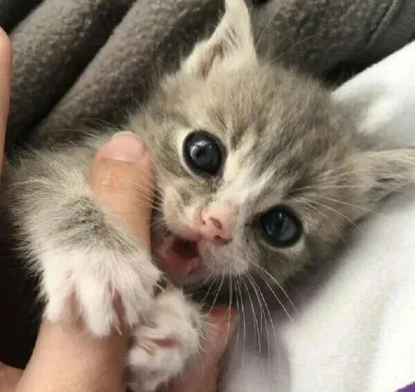 Плачущий котенок фото Алексей Е. Макаров - Яндекс Кью