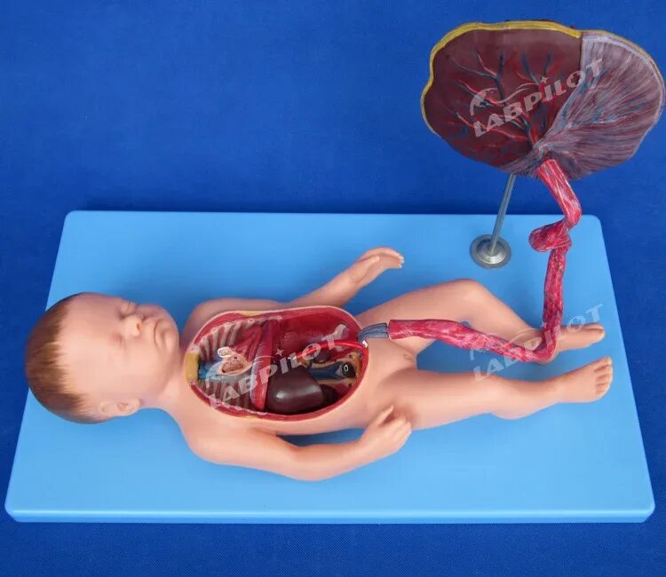 Плацента как выглядит после родов настоящая Высококачественная Окрашенная Модель Циркуляции Плода,Плод С Сердцем,Плацентой И