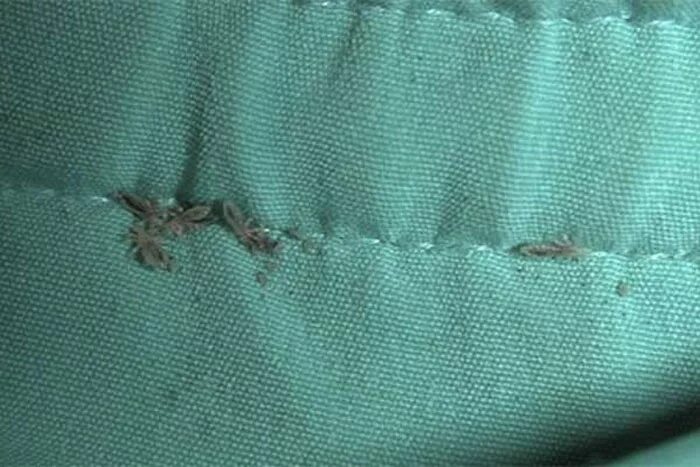 Платяная вошь фото как выглядит укусы Как избавиться от платяных вшей в домашних условиях: химические препараты и наро